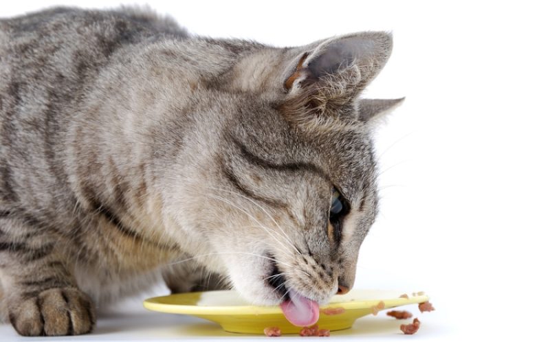 Alegerea mâncării potrivite pentru pisici