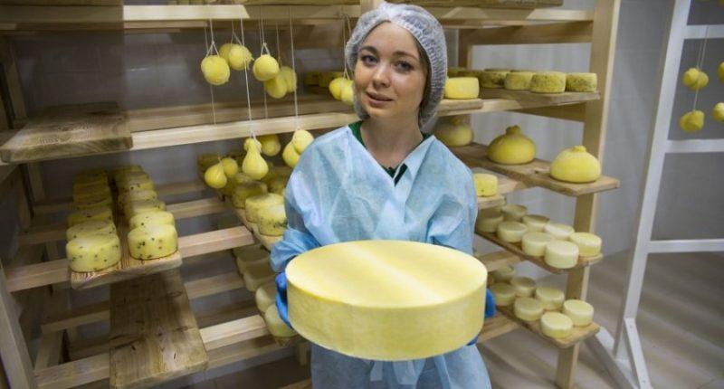 Az otthoni legjobb sajtkészítés kiválasztása